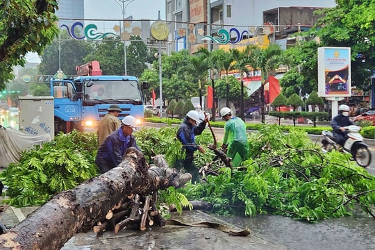 Phòng cây đổ trúng người, phải tìm chỗ trú ngay khi có dông lốc