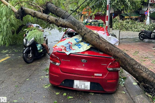 Ô tô bị cây đè do bão có được bảo hiểm bồi thường?