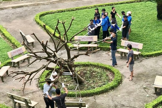 Nỗ lực cứu cây xanh bị ngã đổ