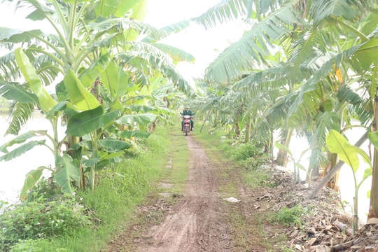 Thanh Hà đầu tư hơn 85 tỷ đồng thực hiện 4 dự án nông nghiệp
