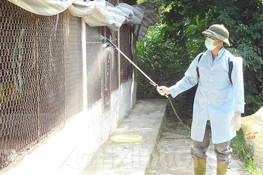 Khắc phục chăn nuôi sau bão số 3 thế nào?