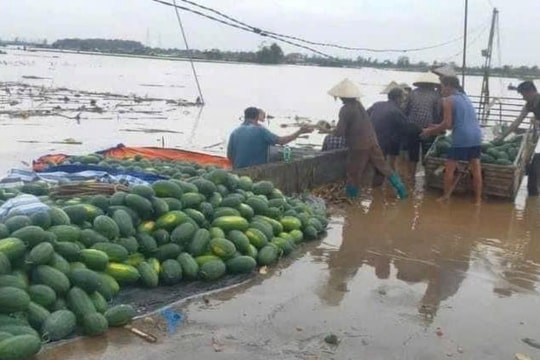 Chí Linh yêu cầu khẩn trương thu hoạch rau màu ngoài đê