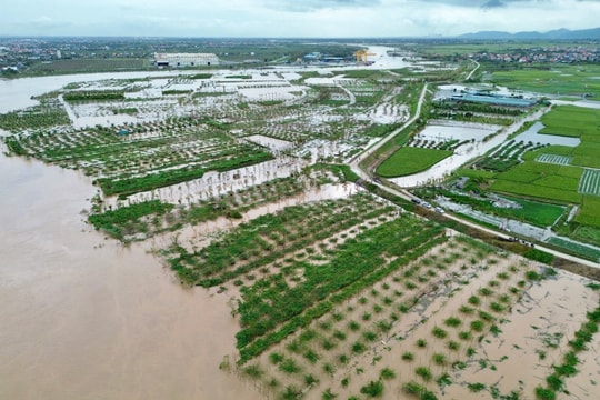 Nước sông Thái Bình lên báo động III, đê điều TP Hải Dương chưa có sự cố, các lực lượng đều tập trung cao độ