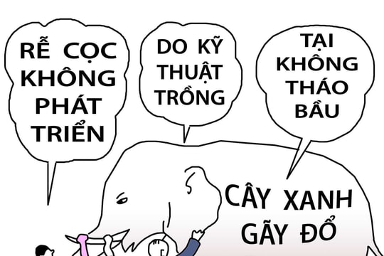 Thầy bói xem... cây