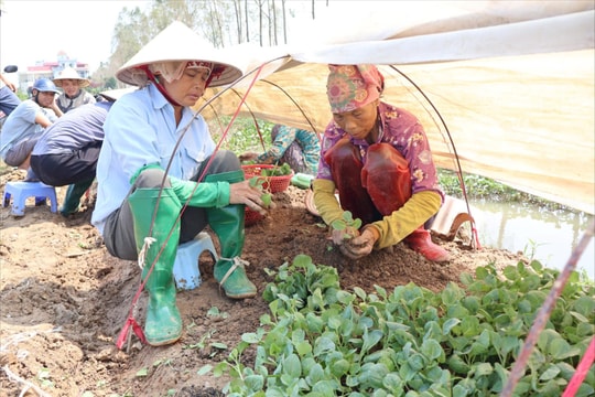 Hải Dương tập trung khôi phục sản xuất nông nghiệp sau bão