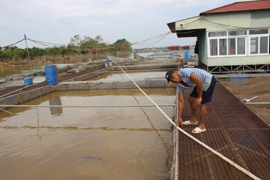Kinh nghiệm giữ an toàn hơn 1.130 lồng cá qua bão lũ của nông dân Nam Tân (Nam Sách)