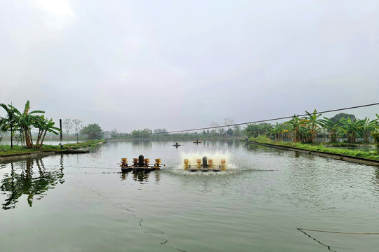Một số biện pháp chăm sóc, bảo vệ thủy sản sau mưa lũ