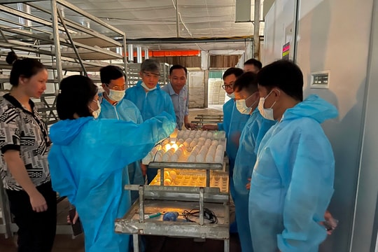 Kỹ thuật úm gà con