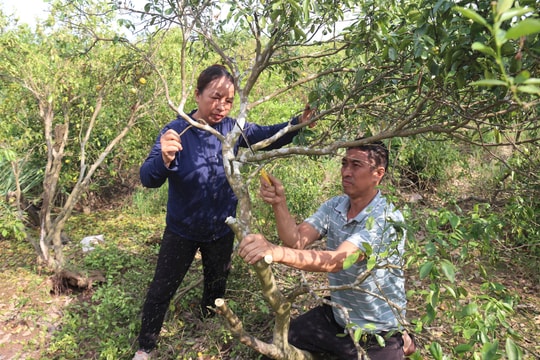 Nông dân Thanh Hà chạy đua để khôi phục vùng trồng cây ăn quả