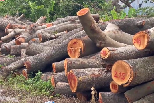 Thân cây bị gẫy đổ do bão số 3 ở TP Hải Dương được xử lý ra sao?