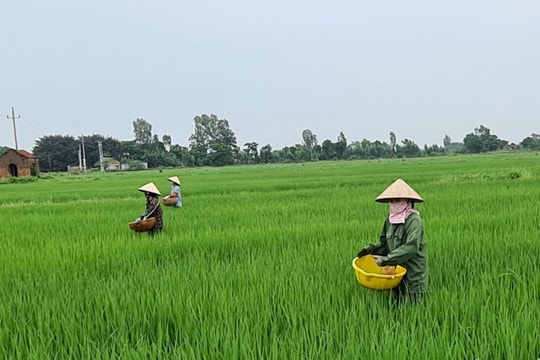 6 nguyên tắc chuyển đổi cơ cấu cây trồng, vật nuôi trên đất trồng lúa