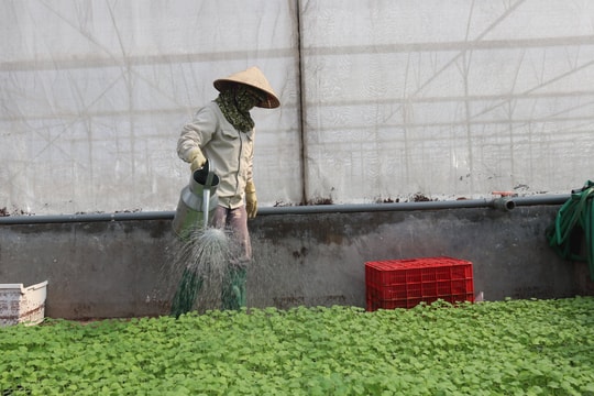 Hợp tác xã Tân Minh Đức khắc phục hậu quả của bão, chuẩn bị mùa vụ mới