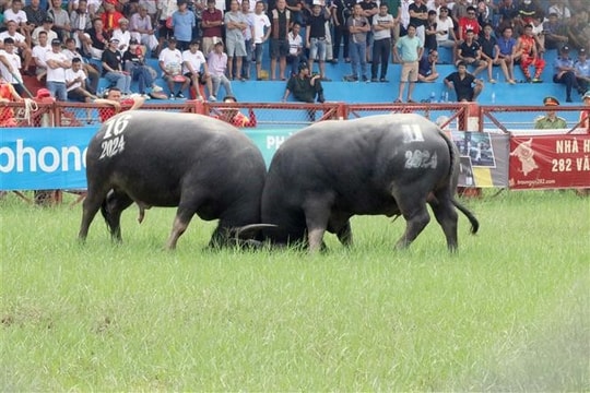 2024 Do Son buffalo fighting festival held