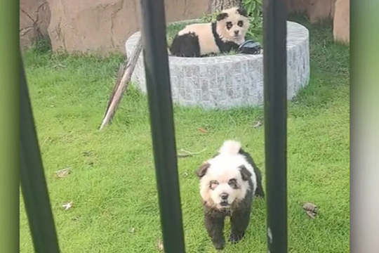 Ngỡ ngàng khi gấu trúc trong sở thú sủa như chó
