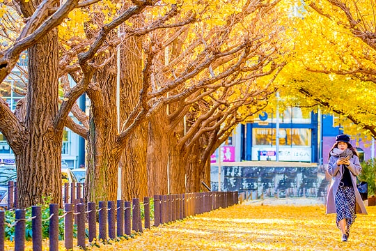 5 hành trình mùa thu ngắm lá vàng, lá đỏ