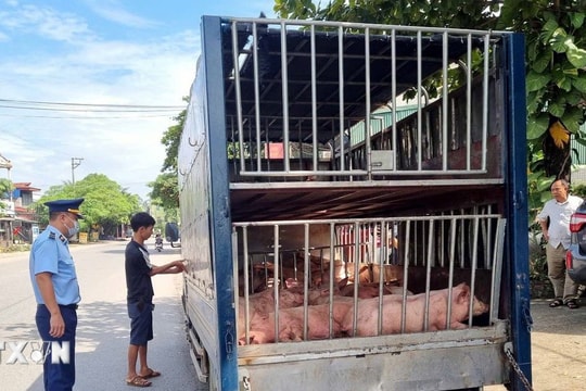 Kịp thời phát hiện, tiêu hủy gần 8 tạ lợn chết và lợn mắc bệnh ở Thái Nguyên