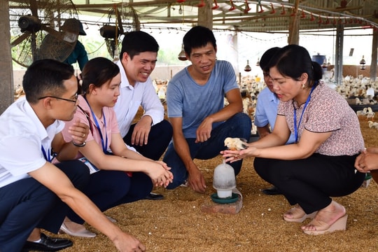 Bà Phạm Thị Đào được công nhận "Nhà khoa học của nhà nông" năm 2024