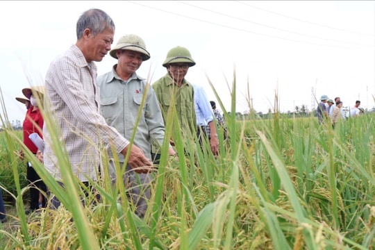 Thêm giống lúa mới phù hợp để sản xuất hàng hóa tập trung tại Hải Dương