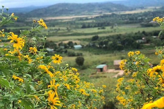 Wild sunflower week - Chu Dang Ya volcano beckons