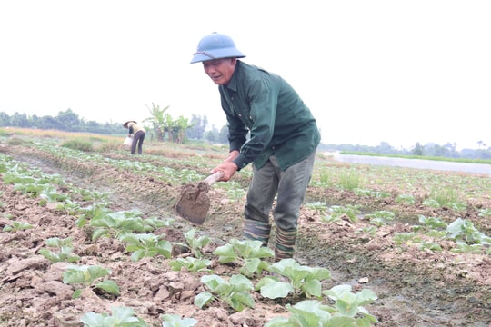 Hải Dương trồng được hơn 2.100 ha cây vụ đông sớm