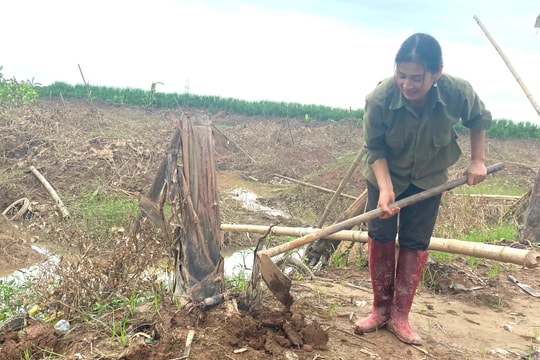 Nông dân trồng chuối Tết ở Kim Thành chuyển hướng trồng cây gì sau bão?