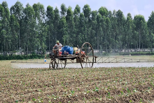 Nông dân Hải Dương lo nguồn nông sản phục vụ thị trường cuối năm