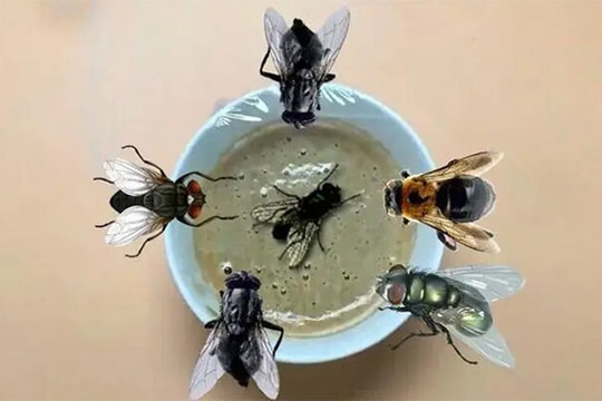 Mẹo xua đuổi ruồi trong nhà