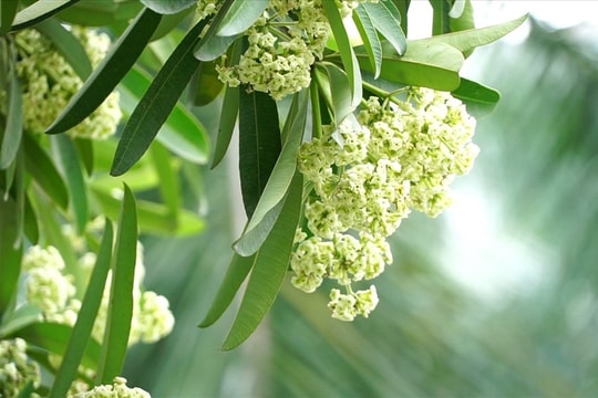 Mối tình đầu