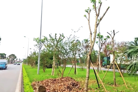 Hơn 6.000 cây xanh đô thị ở TP Hải Dương có khả năng khôi phục sau bão số 3