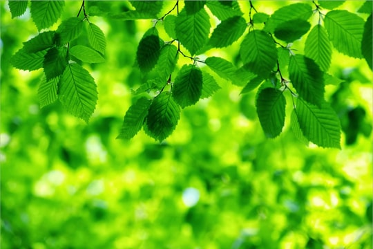 Tuổi lá