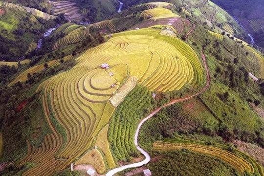 Mùa lúa chín nơi rẻo cao Bắc Yên