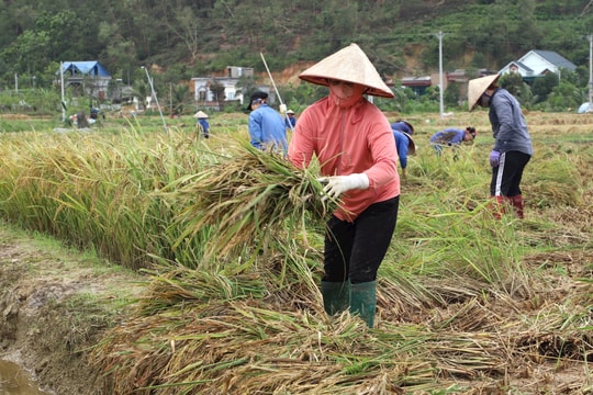 Hải Dương thu hoạch lúa mùa nhanh hơn năm ngoái