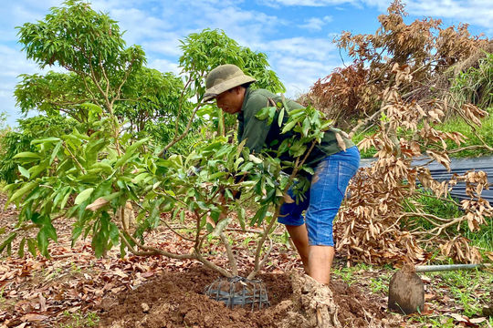 Nông dân Thanh Hà trồng lại vải giữa mùa thu