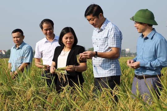 Năng suất lúa mùa ở Hải Dương ước đạt từ 58-60 tạ/ha