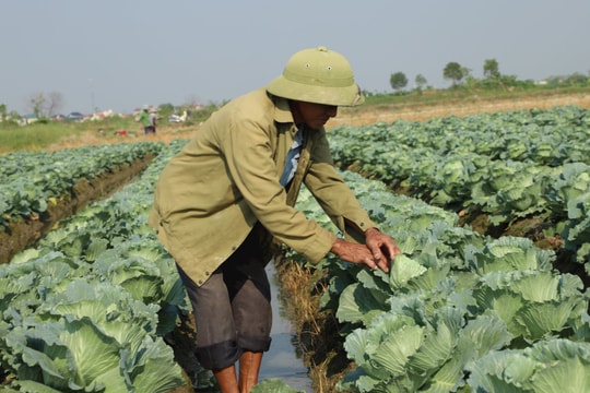 Nông dân Gia Lộc bán "vo" rau cải bắp sớm, thu lãi cao