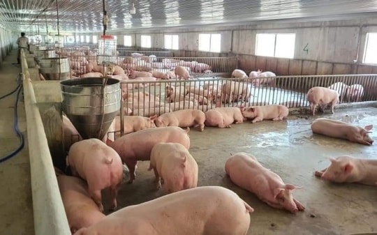 Thương lái Hải Dương mua lợn hơi với giá 67.000/kg