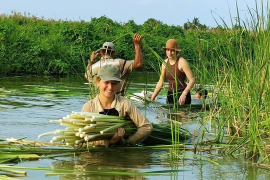 Khách Tây thích thú bắt cua, mò sò huyết Cà Mau