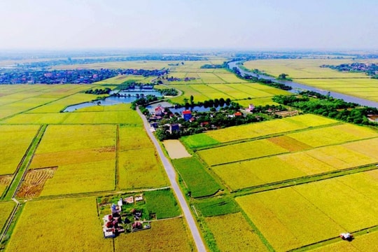 Hành vi chuyển đất trồng lúa sang đất ở trái phép bị xử phạt thế nào?