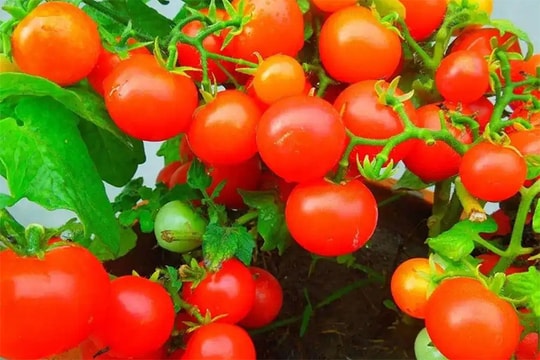 Bí quyết trồng cà chua trong chậu sai trĩu quả
