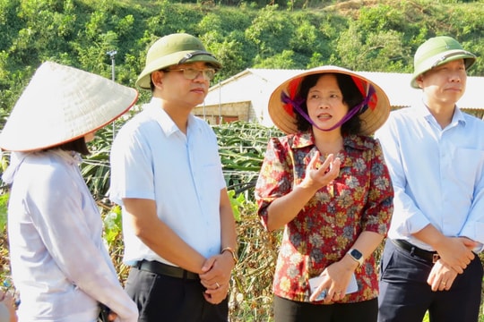 Đề nghị hỗ trợ mở rộng vùng sản xuất thanh long và cây dược liệu tại Chí Linh