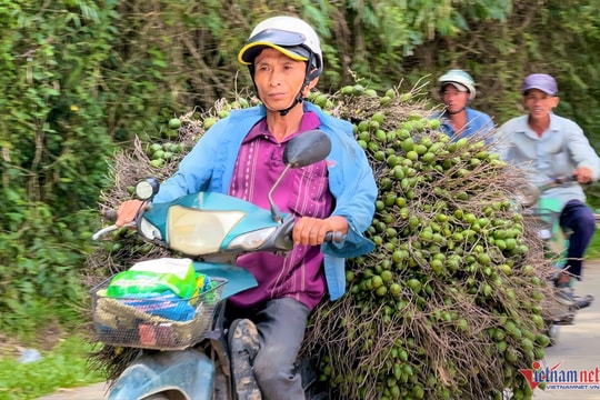 Trung Quốc ngừng mua, giá cau tươi lao dốc không phanh