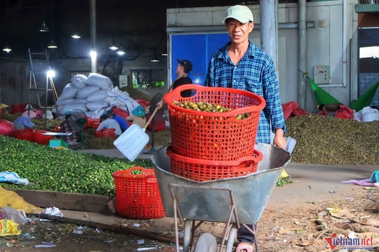 Giá tăng kỷ lục, 1 tấn cau tươi bằng cả lượng vàng