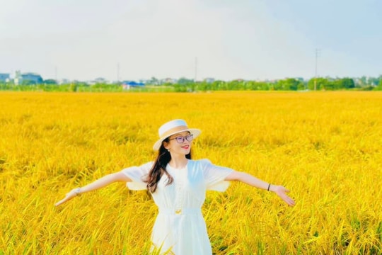 Những đồng lúa vàng ươm thành địa điểm check-in gây sốt ở Hải Dương