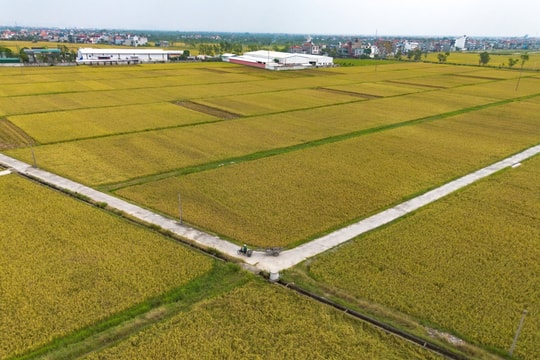 Đường ra đồng ở xã Thanh Hải đẹp tựa tranh vẽ