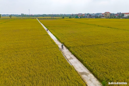 Thênh thang đường ra đồng ở Thanh Hà