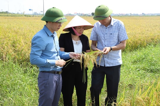 Hải Dương gieo trồng 63.000 ha lúa và rau màu vụ đông xuân 2024-2025