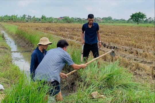 Người săn chuột đồng kiếm tiền triệu mỗi ngày
