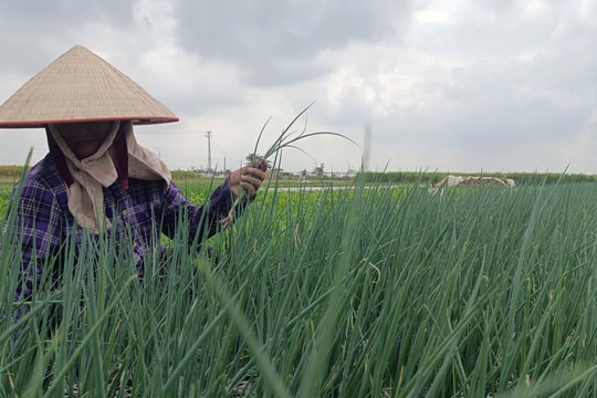 Giá mủa ở Hiến Thành (Kinh Môn) tăng cao