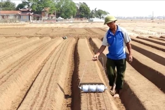 Cẩm Giàng gieo trồng xong gần 480 ha cà rốt sớm