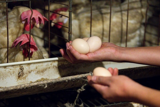 Tin đồn thất thiệt khiến giá trứng gà giảm mạnh